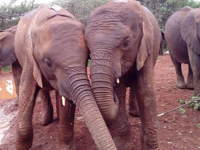 Two elephants with their heads close together